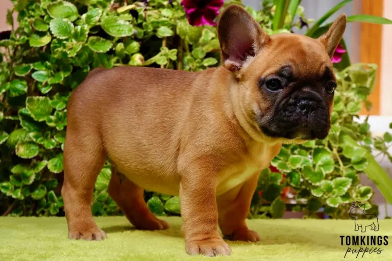 A standing red French Bulldog puppy named Watson with a black mask looks forward, surrounded by green foliage.