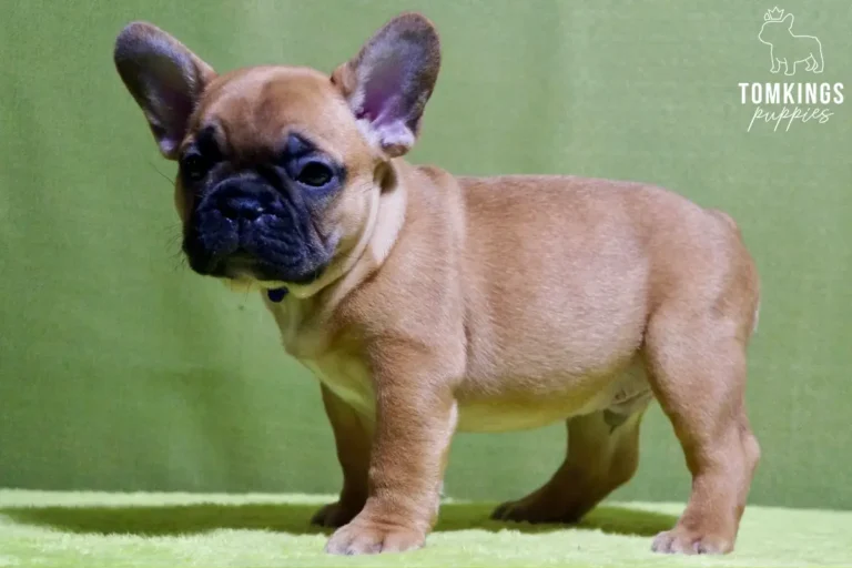 A red French Bulldog puppy named Watson with a dark muzzle stands alertly, wearing a thin blue collar against a bright green background.
