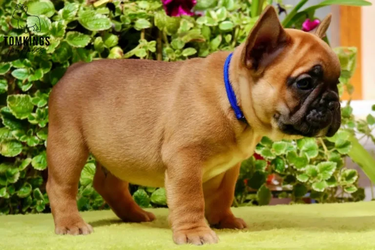 A red French Bulldog puppy named Watson standing alertly, wearing a blue collar in front of green foliage.