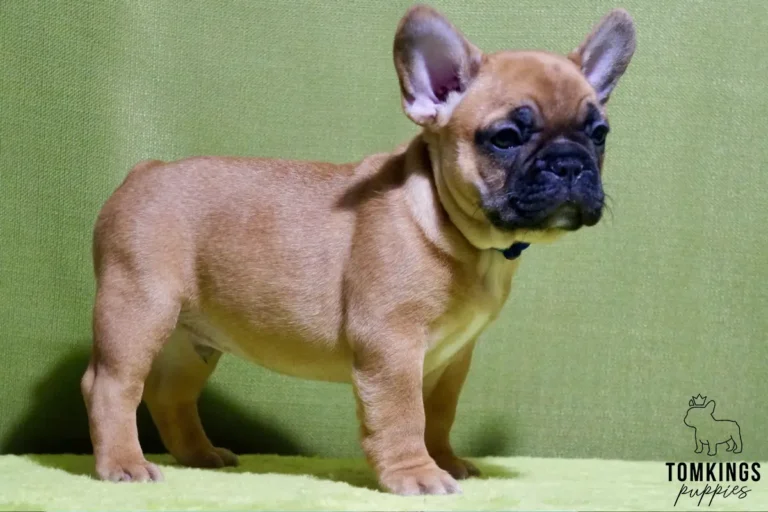 A red French Bulldog puppy named Watson stands in profile against a plain green background, looking alert with a dark mask.