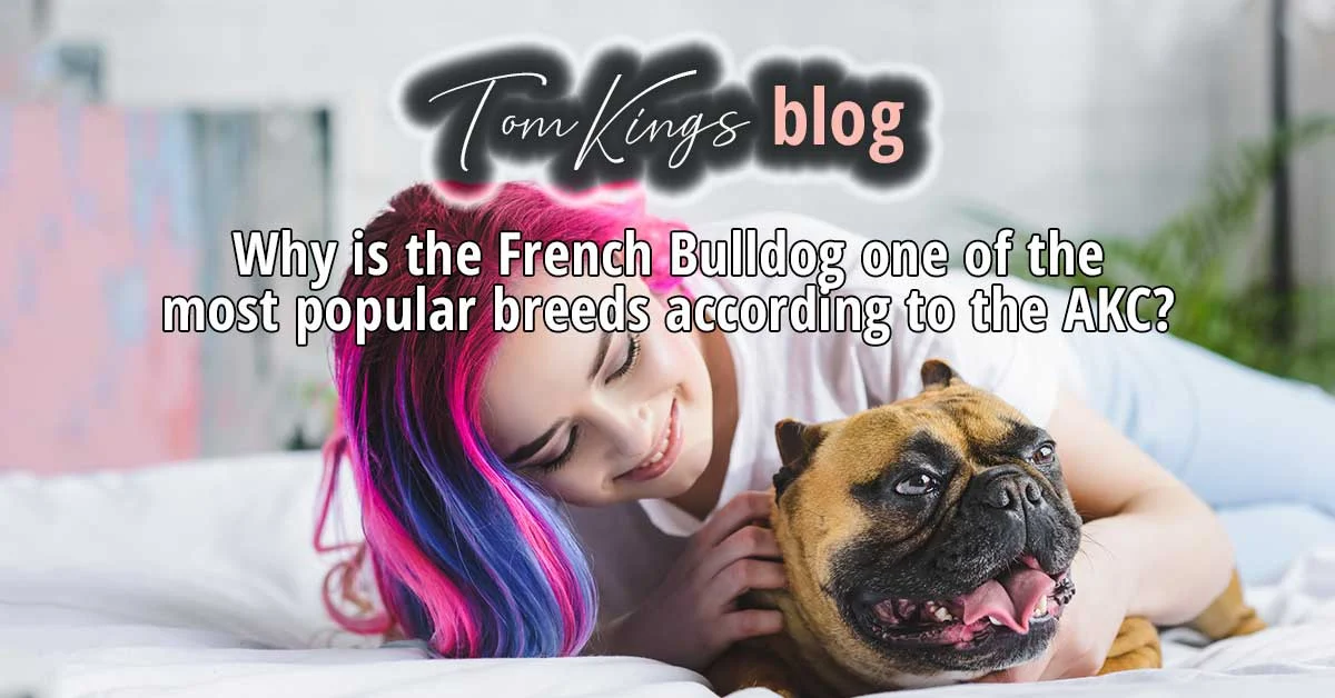 TomKings blog banner about why French Bulldogs are popular