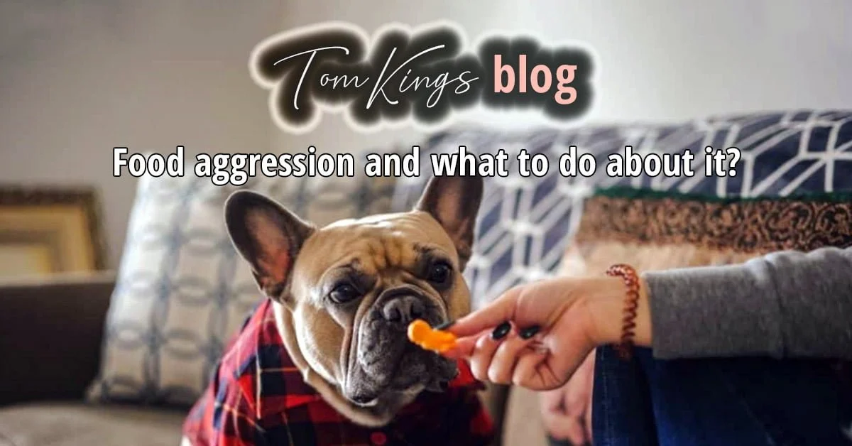 TomKings blog banner on food aggression, with a fawn French Bulldog in a plaid outfit being handed a treat
