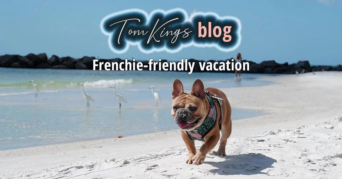 TomKings blog banner about Frenchie-friendly vacations