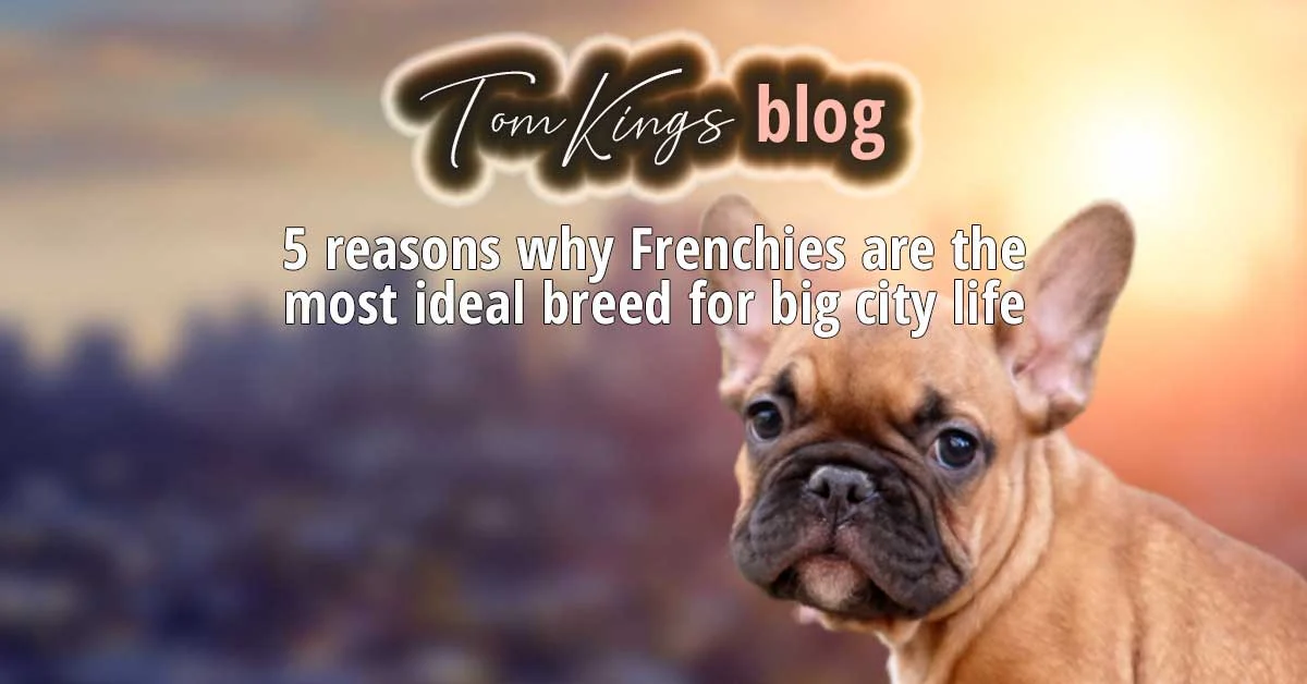 TomKings blog banner on Frenchies for city life, with a fawn puppy against a blurred city skyline at sunset