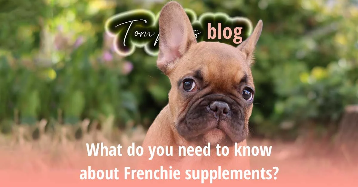 TomKings blog banner on Frenchie supplements, with a fawn puppy standing outdoors