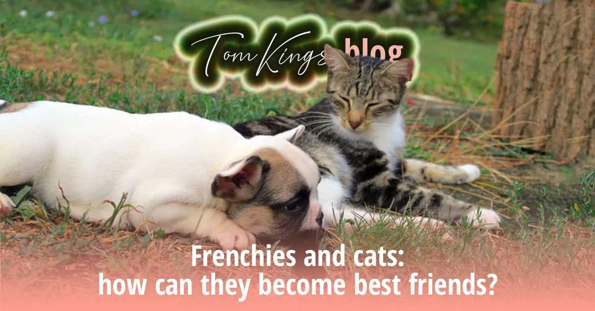 TomKings blog banner on Frenchies and cats becoming friends, with a white puppy lying beside a tabby cat
