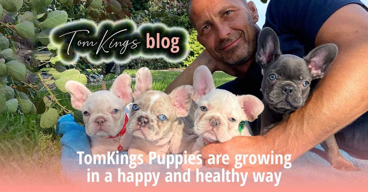 TomKings blog banner TomKings Puppies are growing in a happy and healthy way, with a man and four French Bulldog puppies