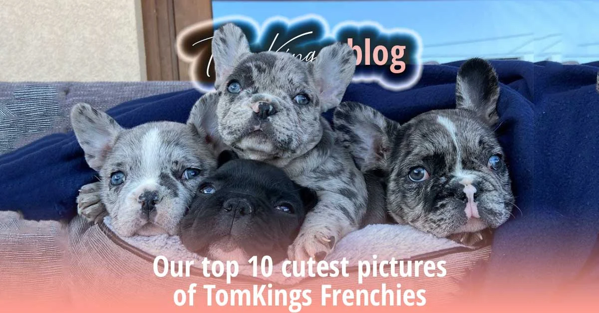 TomKings blog banner Our top 10 cutest pictures of TomKings Frenchies, with three merle and black puppies piled together