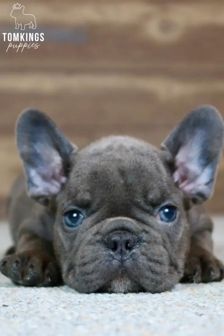 Close-up of Webster, a blue French Bulldog puppy, lying on a light carpet with his head resting between his paws.