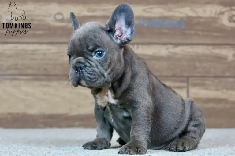 Webster, a blue French Bulldog puppy, sitting in a side-facing pose against a wooden background.