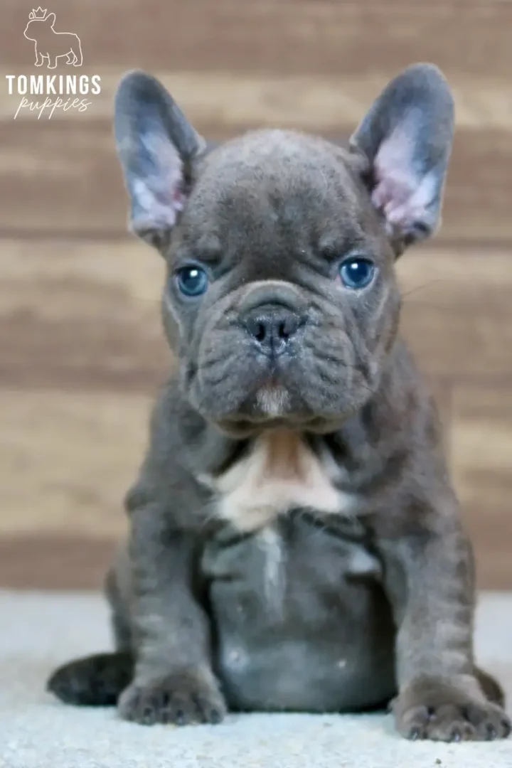 Webster, a blue French Bulldog puppy, sitting upright and looking directly at the camera against a wooden background.