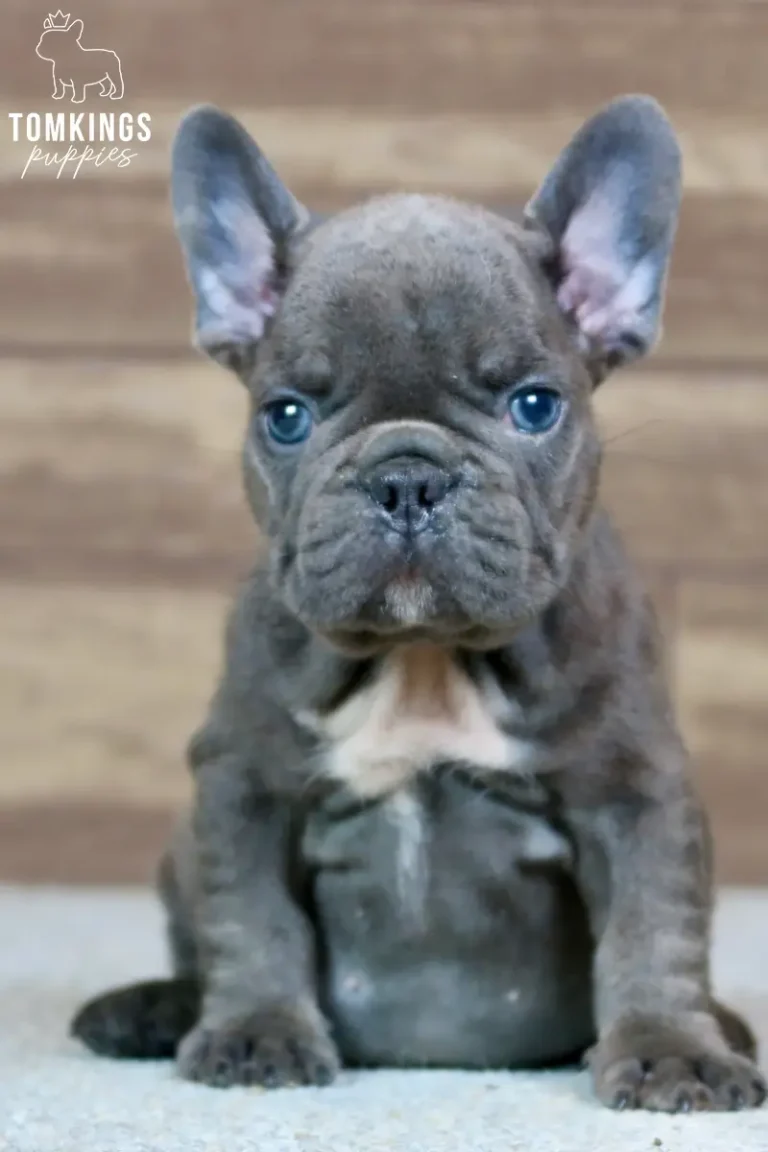 Webster, a blue French Bulldog puppy, sitting upright and looking directly at the camera against a wooden background.