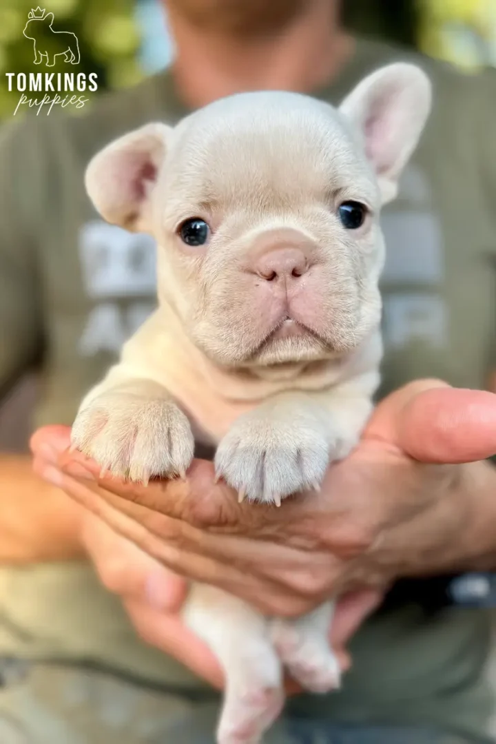 Wellington, a white French Bulldog puppy, being gently held in a person's hands and looking directly at the camera.
