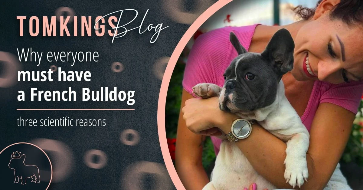 TomKings blog banner about why everyone must have a French Bulldog