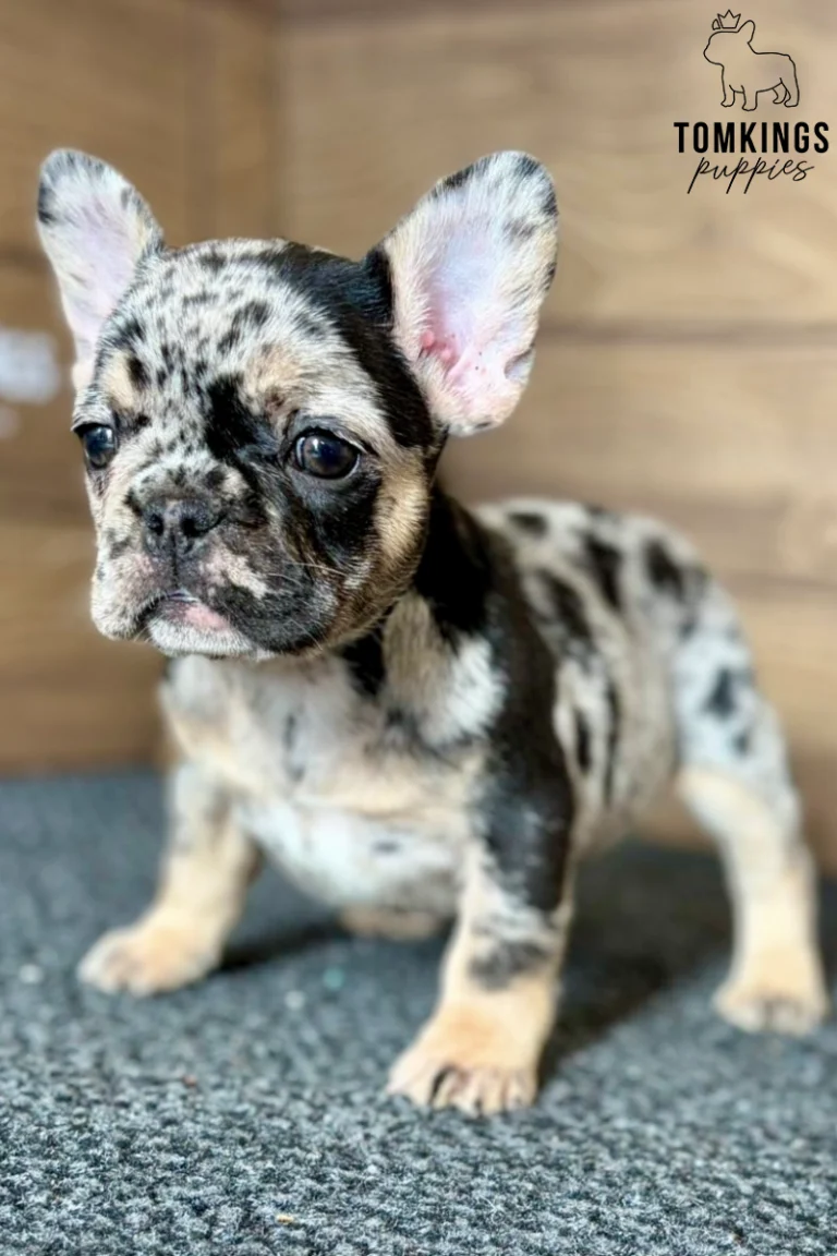 Close-up of Willa, a black merle and tan French Bulldog puppy with a speckled face, large upright ears, dark eyes, and cream-colored paws.