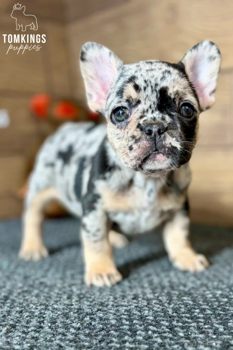 Willa, a black merle and tan French Bulldog puppy with a speckled black and gray face, dark eyes, upright ears, and tan paws, facing the camera.