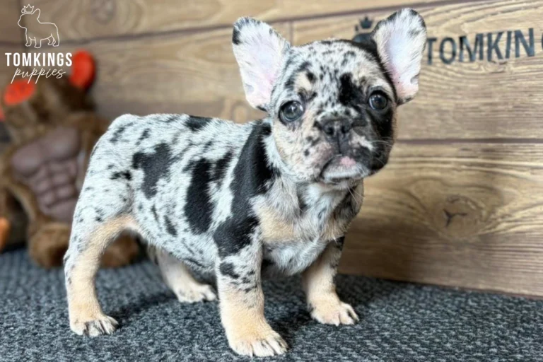 Full-body portrait of Willa, a black merle and tan French Bulldog puppy with a spotted silver-gray coat, black patches, and tan legs, standing in front of a wooden wall.