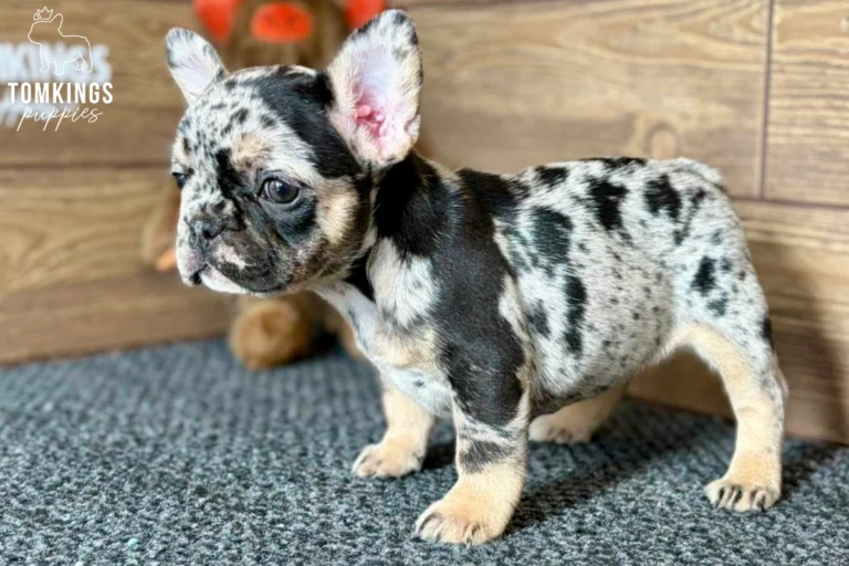 Willa, a black merle and tan French Bulldog puppy with a marbled black and gray coat, cream paws, and large upright ears, standing in a side-facing pose.