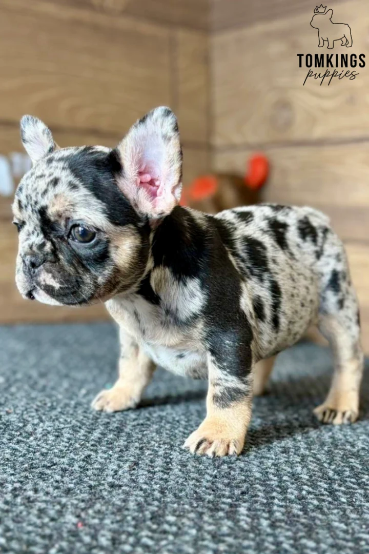 Willa, a black merle and tan French Bulldog puppy with a spotted gray and black coat, dark eyes, and upright ears, standing on a gray carpet.