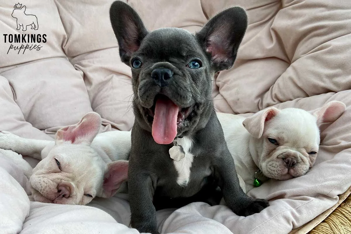 Blue French Bulldog puppy sitting between two sleeping cream puppies on a cushion