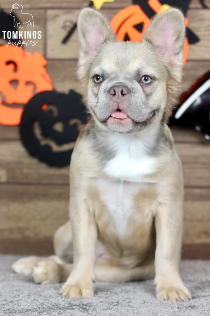 Front-facing portrait of Ximena, a fluffy fawn French Bulldog puppy with blue-green eyes, cream-colored fur, large ears, and a slightly visible pink tongue.