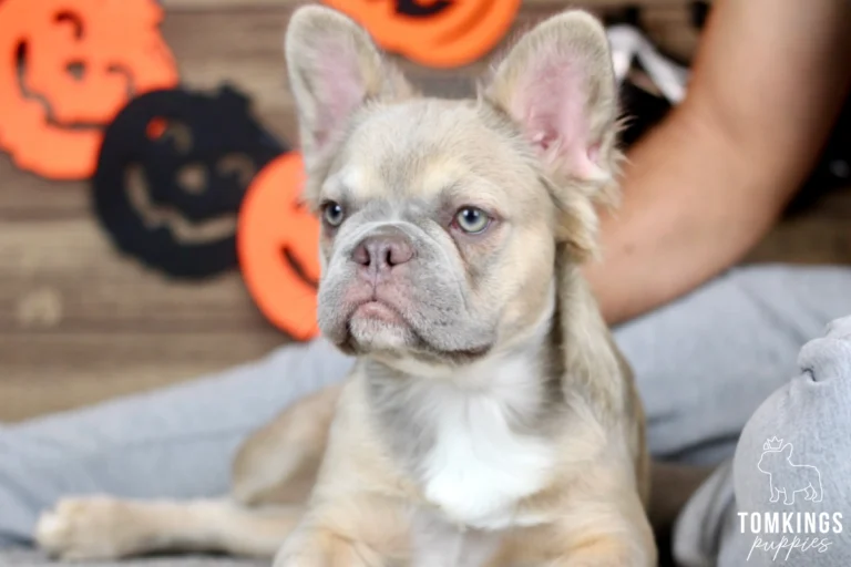 Ximena, a fluffy fawn French Bulldog puppy with light blue-green eyes, a gray muzzle, large upright ears, and a white chest, lying in front of Halloween decorations.