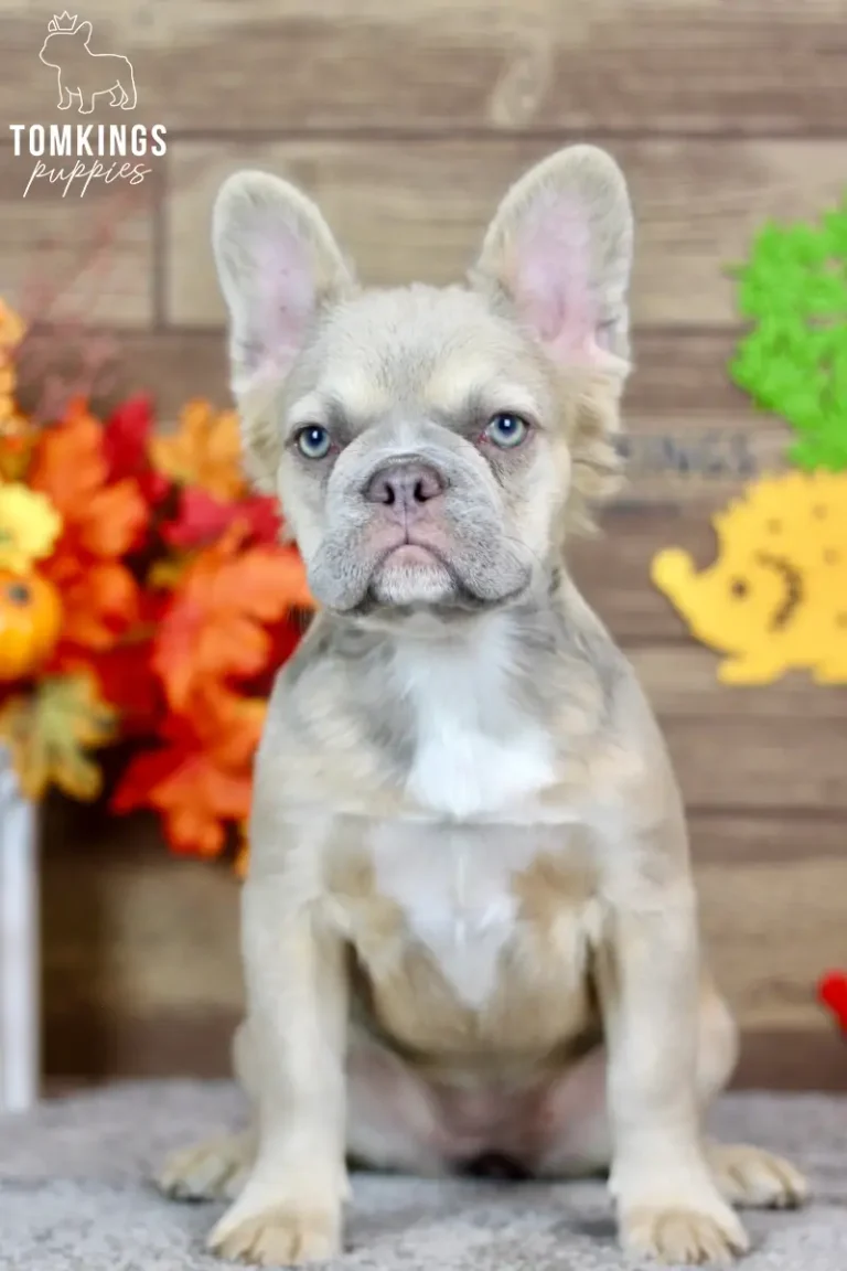 Ximena, a blue fawn fluffy French Bulldog girl with blue eyes and a white chest, sitting indoors against an autumn backdrop.