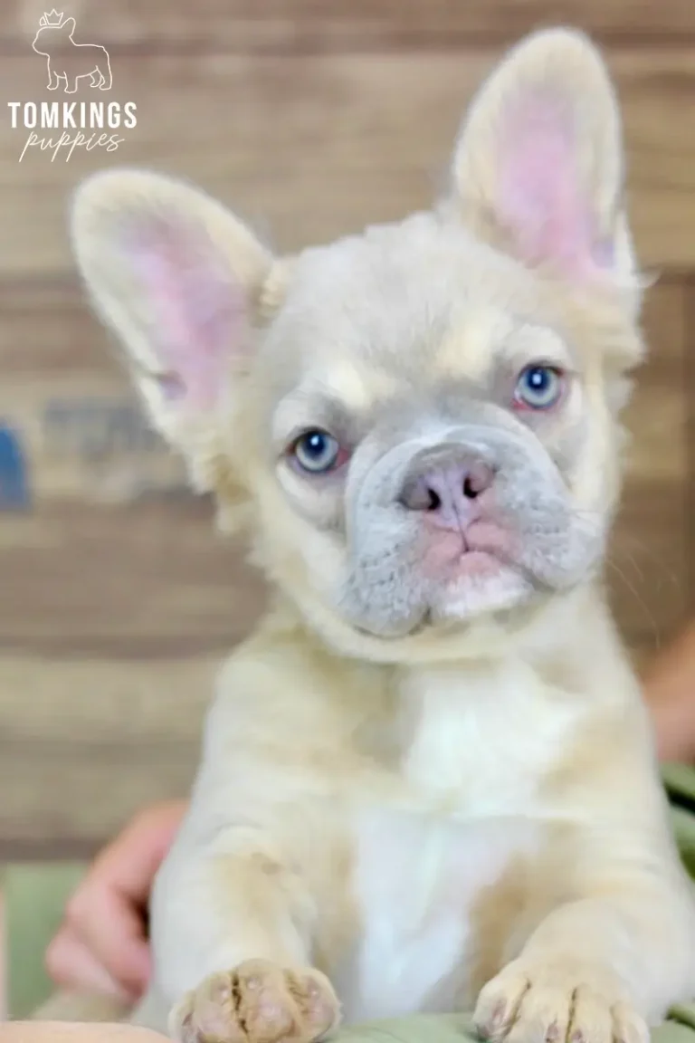 Ximena, a blue fawn fluffy French Bulldog puppy with blue eyes, posing indoors against a wooden background.