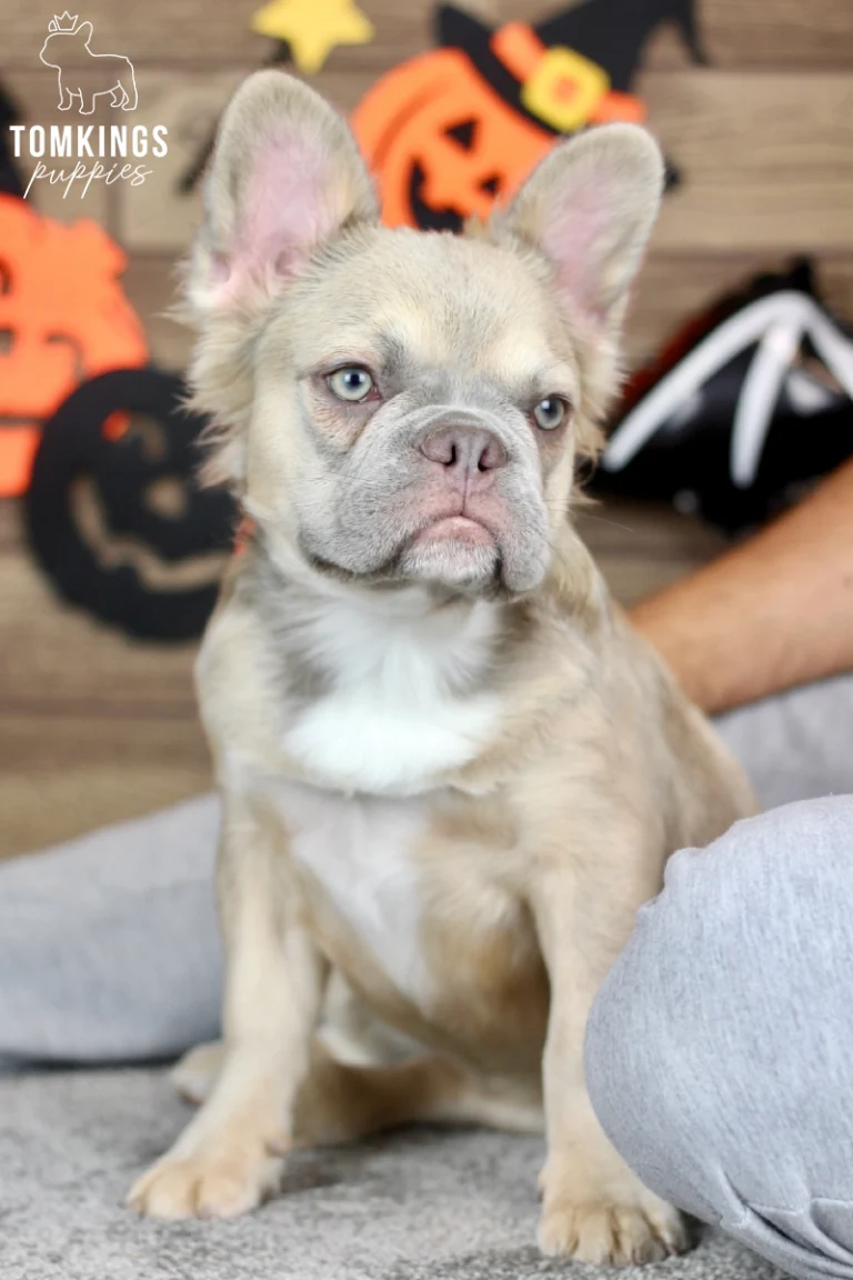 Ximena, a fluffy fawn French Bulldog puppy with pale blue-green eyes, cream fur, and a white chest, sitting upright beside Halloween pumpkin decorations.