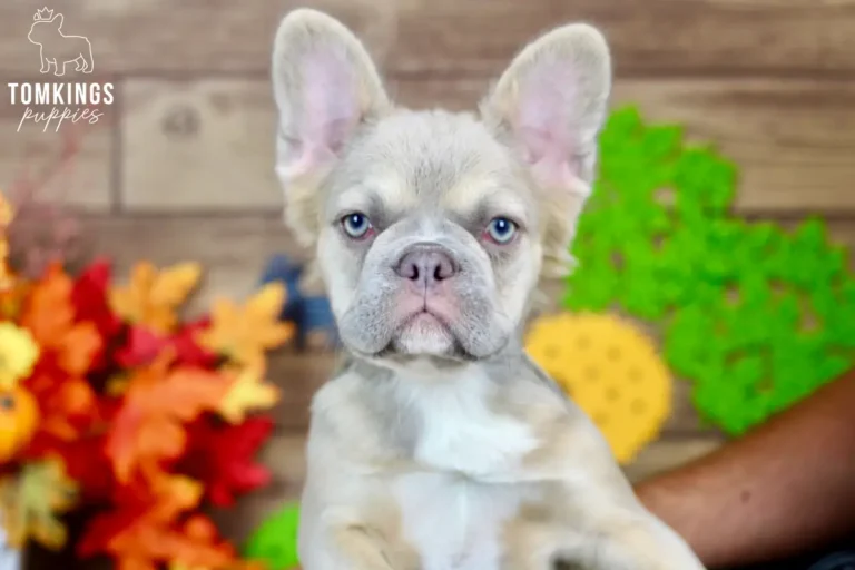 Ximena, a blue fawn fluffy French Bulldog girl with blue eyes, posing in a close-up indoor portrait.