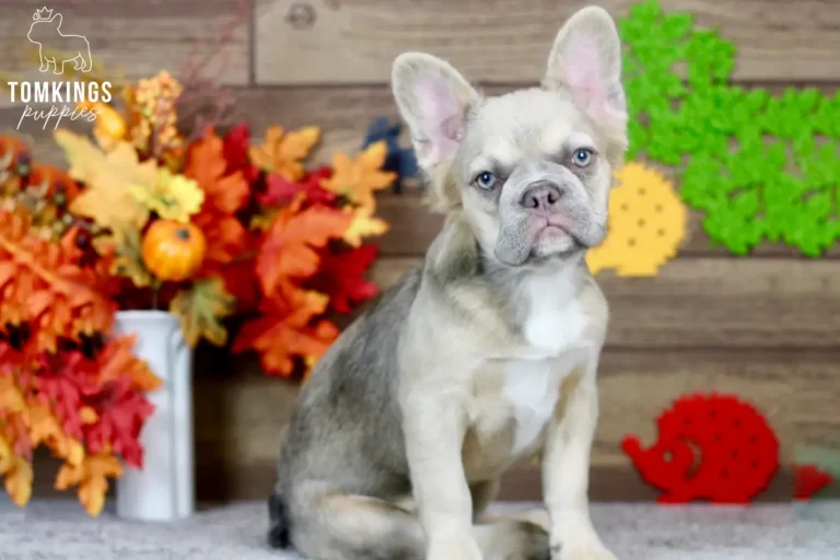 Ximena, a blue fawn fluffy French Bulldog girl, sitting on a gray carpet with colorful autumn decorations behind her.