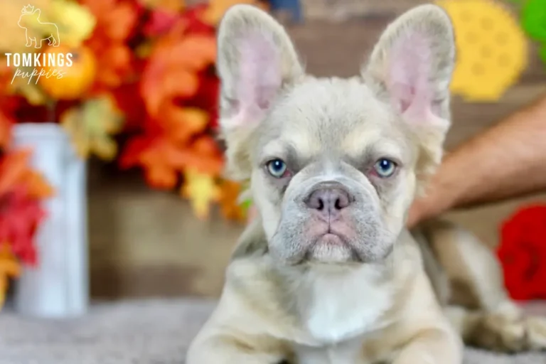Ximena, a blue fawn fluffy French Bulldog girl with blue eyes, looking directly at the camera in a close-up portrait.