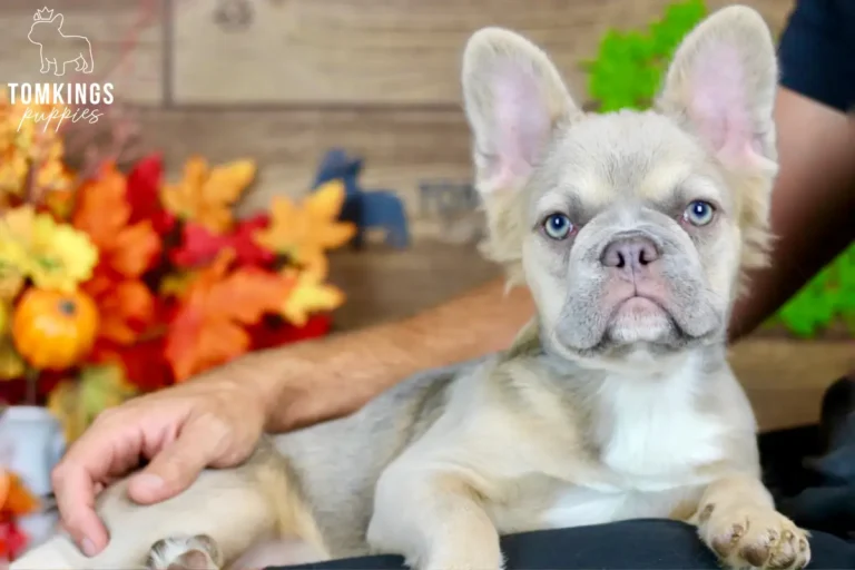 Ximena, a blue fawn fluffy French Bulldog girl, relaxing beside a person and looking toward the camera.