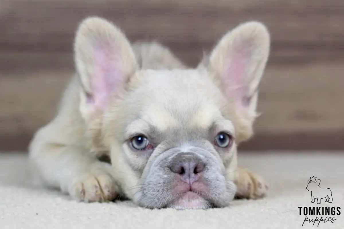Ximena, a blue fawn fluffy French Bulldog puppy with blue eyes, lying down indoors and looking at the camera."