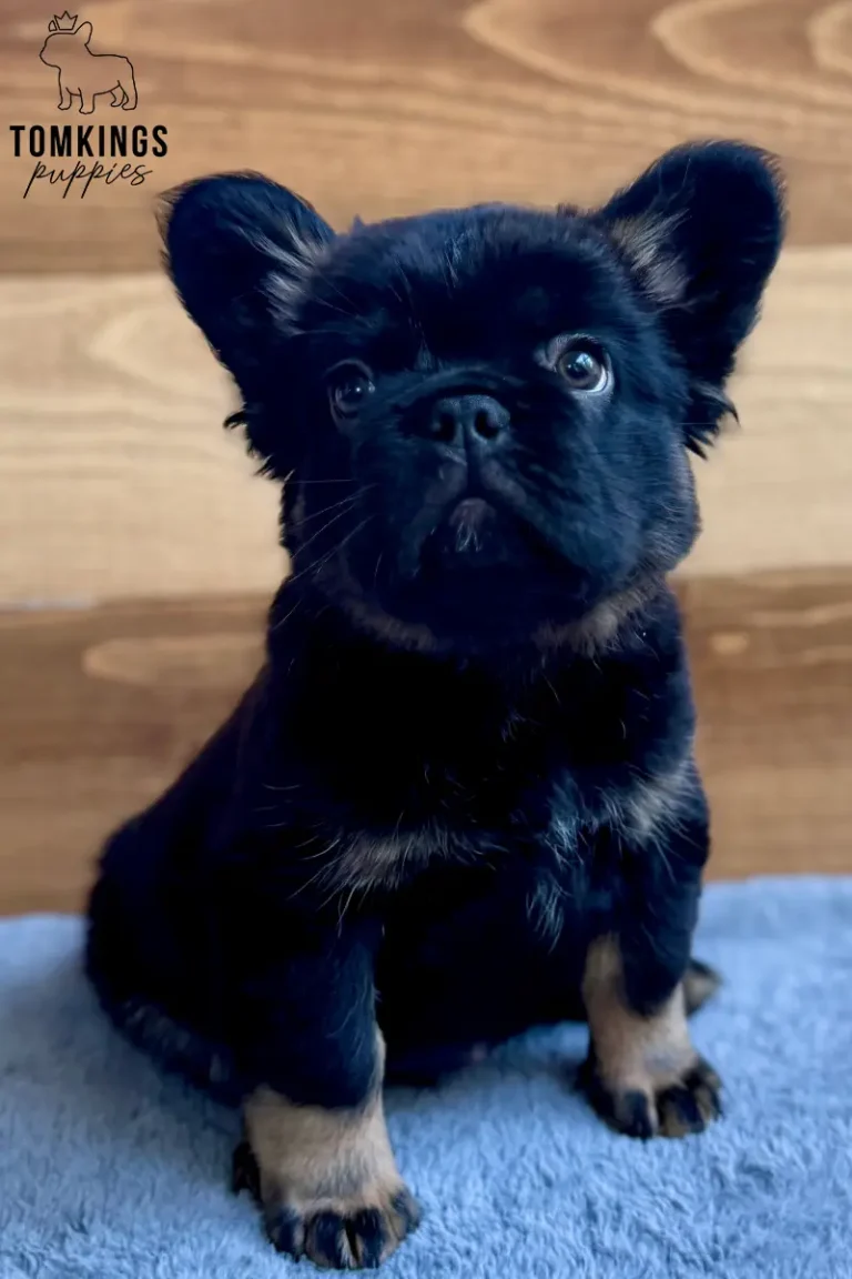 Yup Nub, a black and tan fluffy French Bulldog puppy, sitting on a blue blanket and looking at the camera.