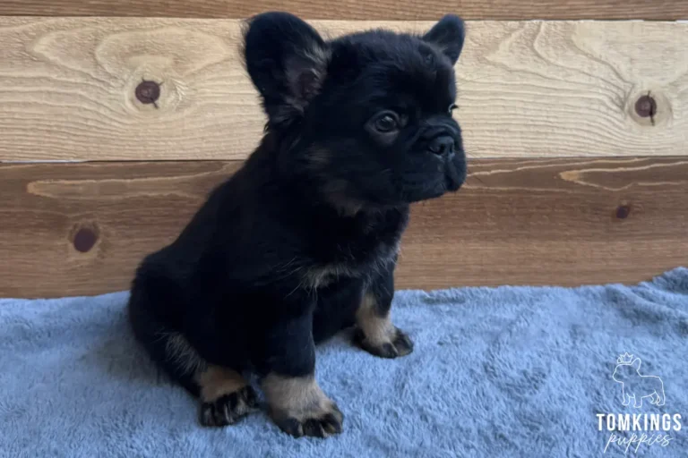Yup Nub, a black and tan fluffy French Bulldog puppy, sitting on a blue blanket in front of a wooden wall.