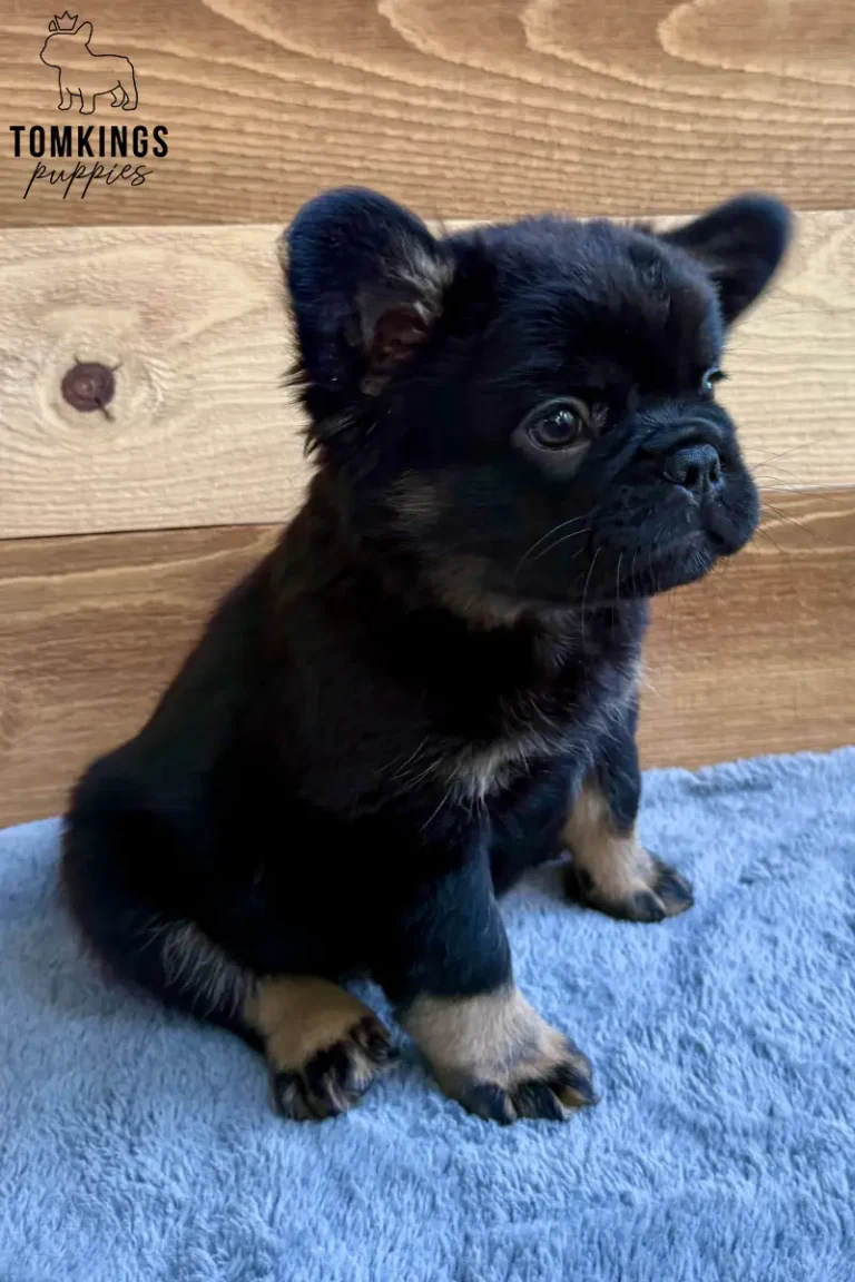 Yup Nub, a black and tan fluffy French Bulldog puppy, sitting in profile on a blue blanket."