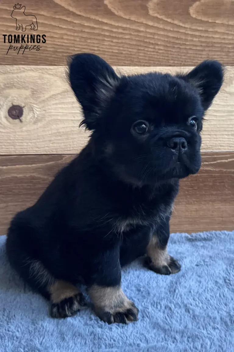 Yup Nub, a black and tan fluffy French Bulldog puppy, sitting upright against a wooden background.