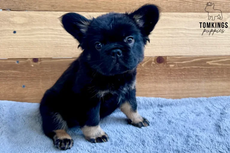 Yup Nub, a black and tan fluffy French Bulldog puppy, posing on a blue blanket and looking toward the camera.