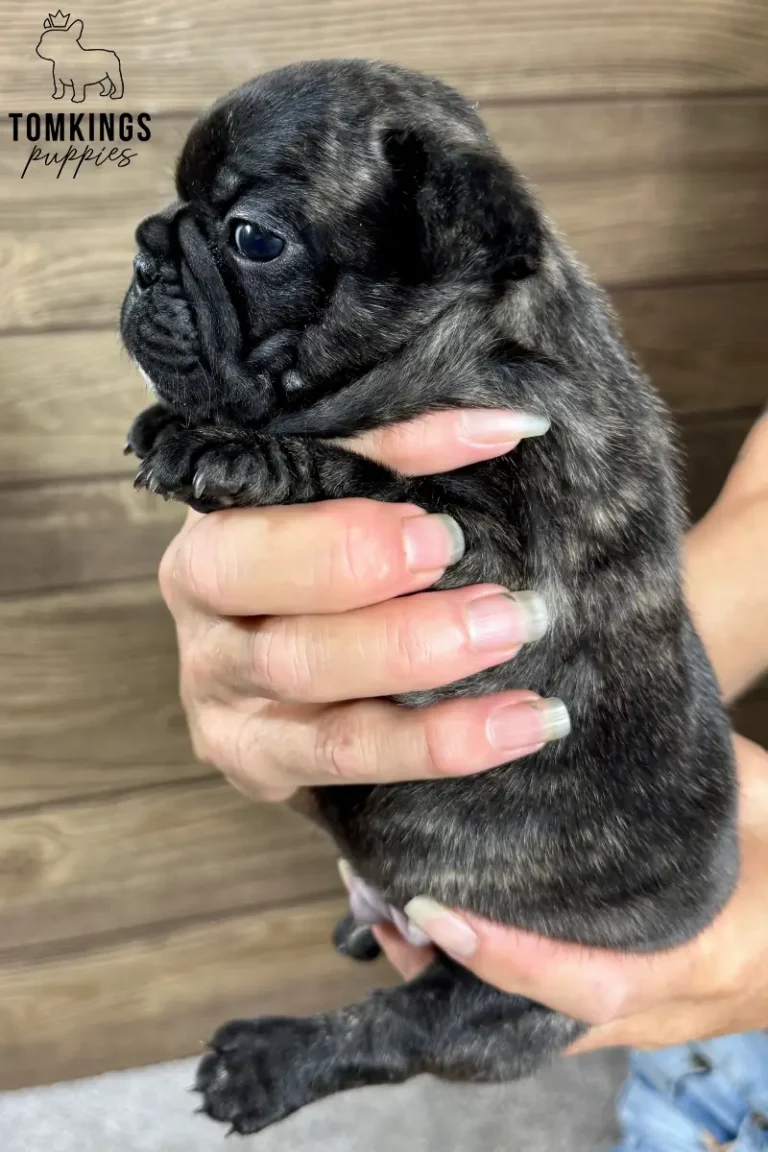 Zander, a tiny brindle French Bulldog puppy, is gently held in a person's hands, looking calmly to the left.