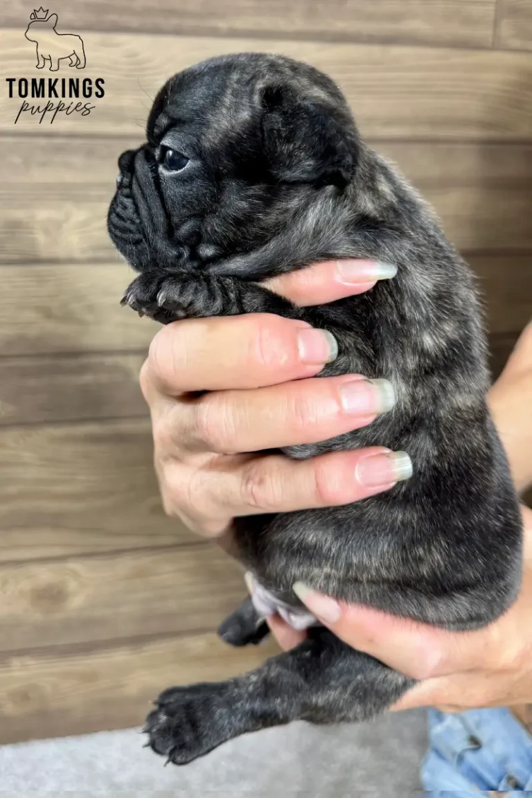 Zander, a male brindle French Bulldog puppy, held gently in two hands, showing his side profile against a wooden background.