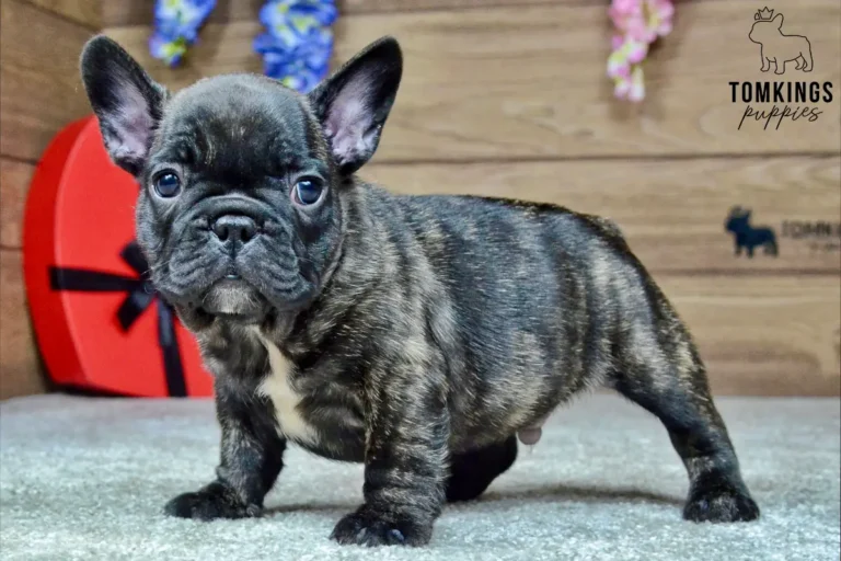 Zander, a black brindle French Bulldog puppy with a white chest, standing in side profile indoors.
