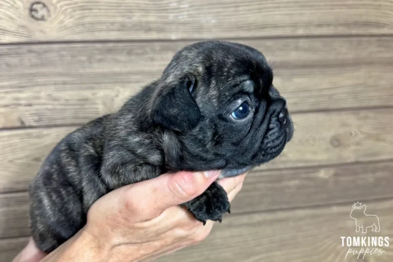 A tiny dark brindle French Bulldog puppy named Zander is held in hands, looking right with big blue eyes against a wooden background.