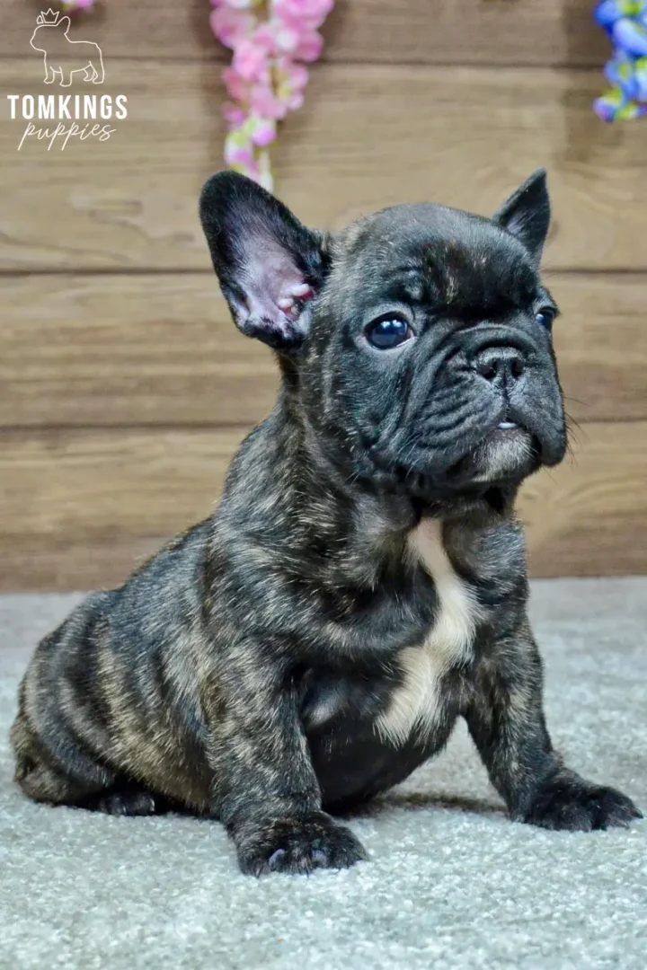 Zander, a black brindle French Bulldog puppy with a white chest marking, sitting indoors and looking slightly upward.