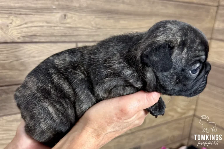 Zander, a brindle French Bulldog puppy, is gently held in hands, looking right against a wooden background.