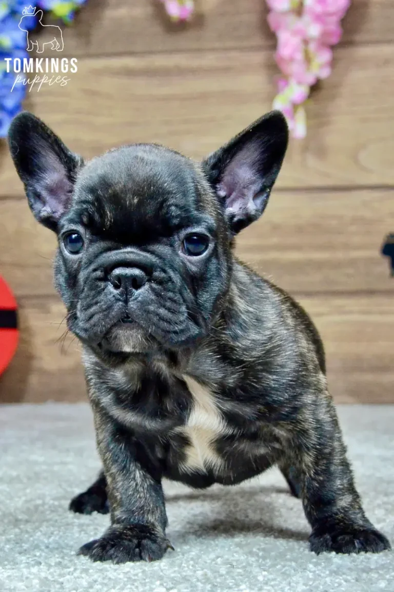 Zander, a black brindle French Bulldog puppy with a white chest marking, standing indoors and looking directly at the camera.