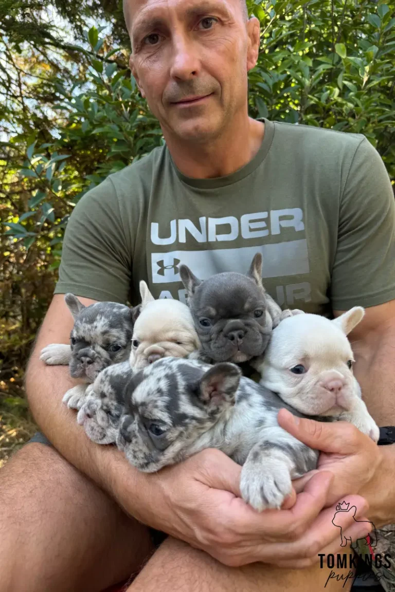 A man holds five French Bulldog puppies of varying colors, including merle, blue, and cream, against a green outdoor background.