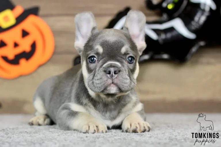 Zora, a blue and tan French Bulldog puppy with blue eyes and upright ears, lying on a gray blanket in front of Halloween decorations.