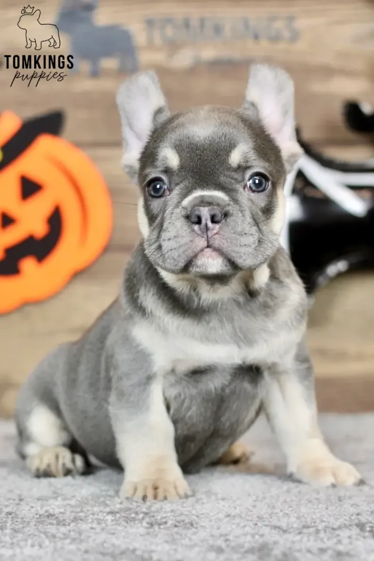 Zora, a blue and tan French Bulldog puppy with bright blue eyes and cream-tan paws, sitting upright against a wooden Halloween backdrop.