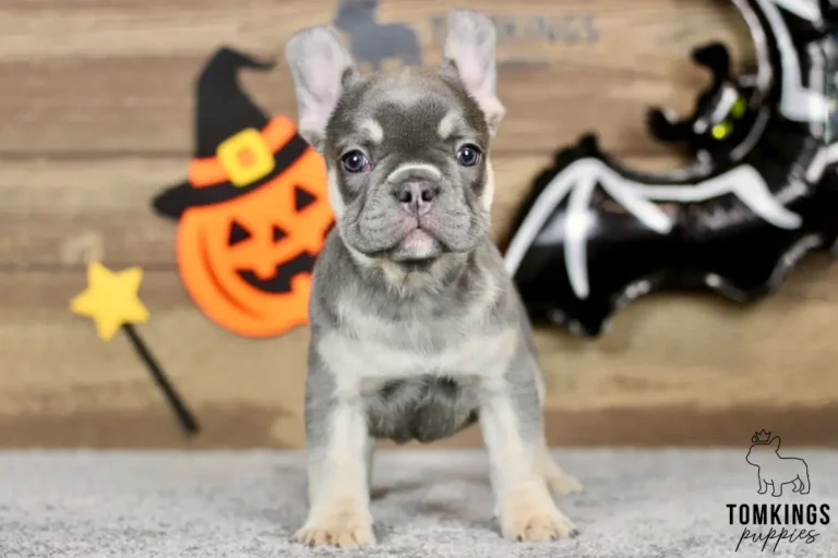 Zora, a blue and tan French Bulldog puppy with blue eyes and upright bat ears, standing in front of Halloween pumpkin and bat decorations.